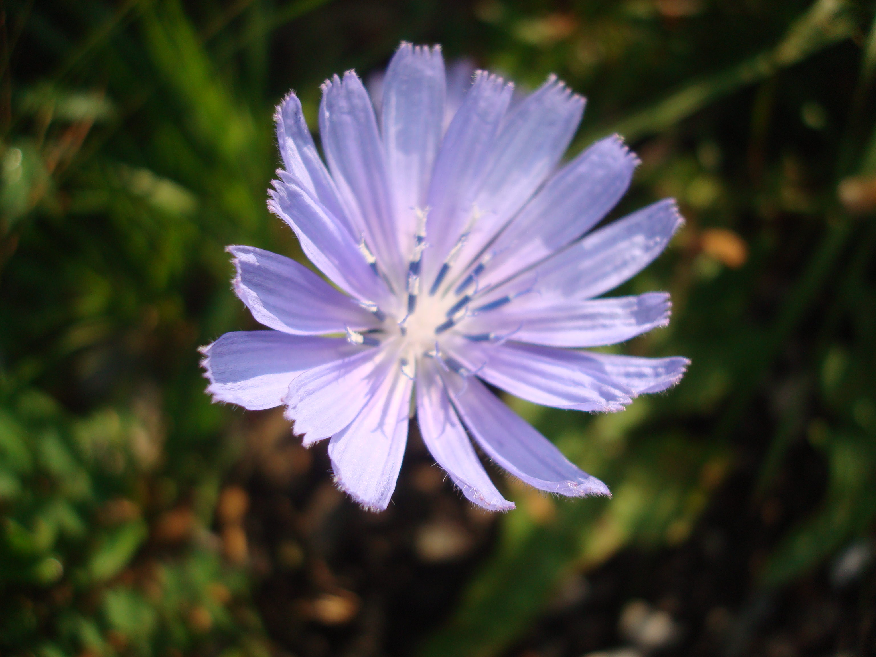 Image Alt Text