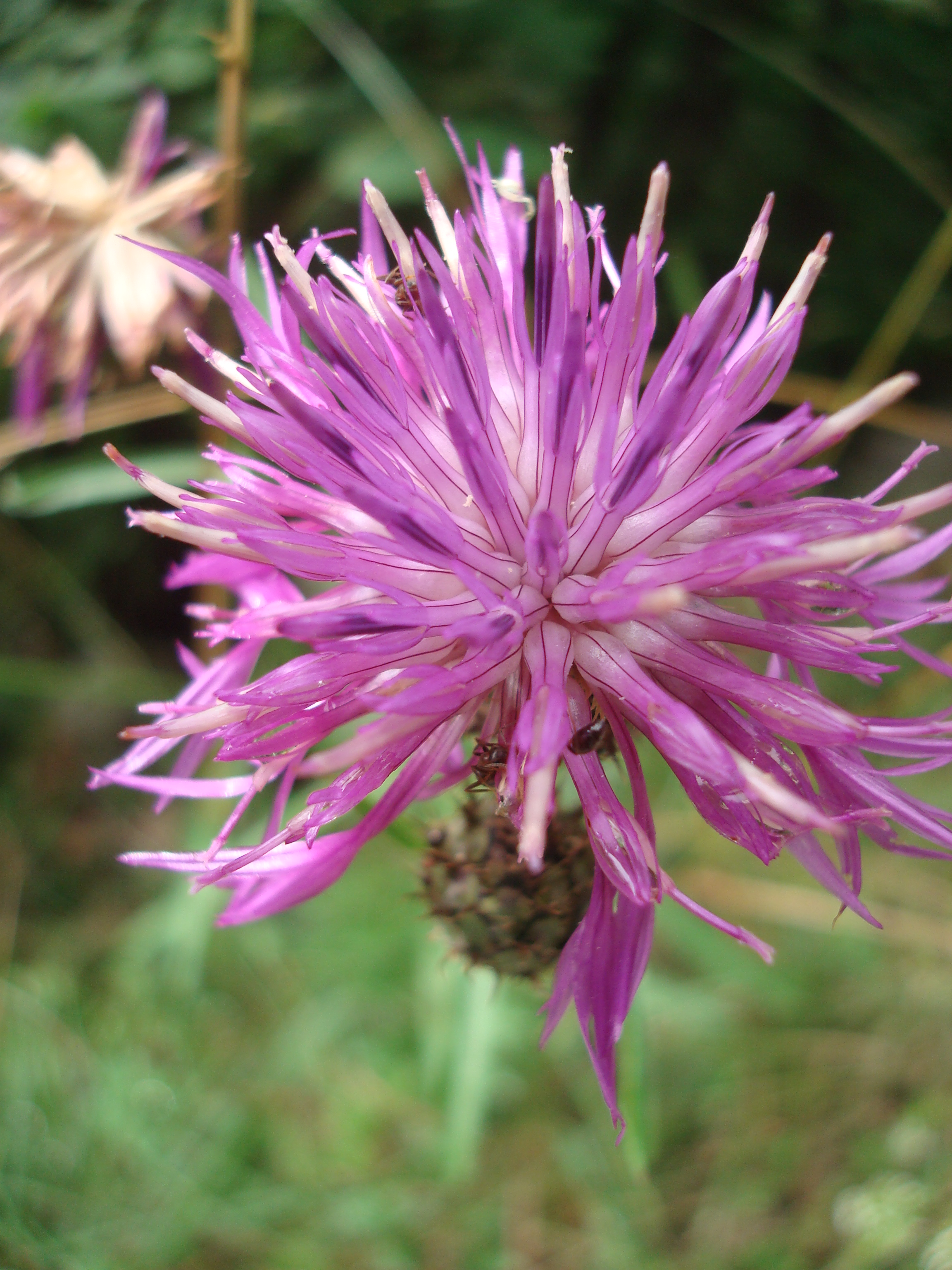 Image Alt Text